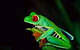 rainforest frog