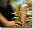 pernambuco tree planting
